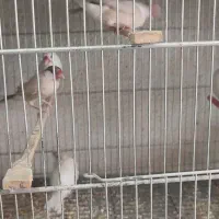 انواع فنچ گلدین .ستاره ای ،جغدی،کراواتی ،گلوبریده|پرنده|شیروان (خراسان), |دیوار