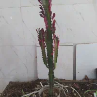 گل و گیاه افوربیا