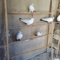 کبوتر دم سیاه|پرنده|ایوان, |دیوار
