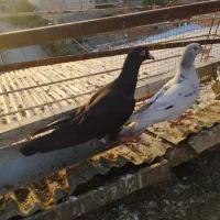 رنگی وتکپر|پرنده|گرگان, |دیوار