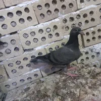 کفتر جوجه پلاکی تازه دون خور|پرنده|اهواز, منازل کارون|دیوار