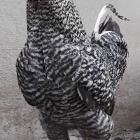 خروس نژاد امروک