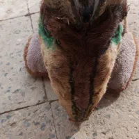 شاخ|کلکسیون اشیاء عتیقه|شهرکرد, |دیوار