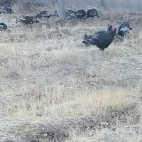 بوقلمون درشت وسرحال|حیوانات مزرعه|قیدار, |دیوار