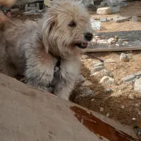 سگ پا کوتاه