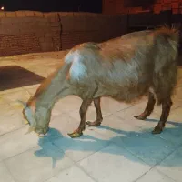 بز بدون کره