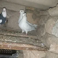 دو عدد کبوتر تهرانی|پرنده|اسلام آباد, |دیوار