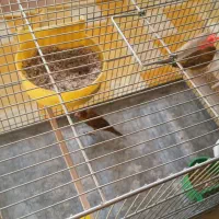 قناری نر و ماده سوخته بهمراه یک عدد جوجه ۳روز|پرنده|اصفهان, کشاورزی|دیوار