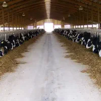 گاوداری-صنعتی