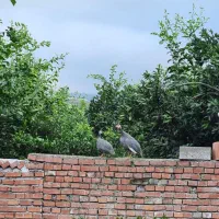 مرغ شاخدار ( سیساک یا مرغ روسی) و غاز قو سفید