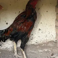 خروس لاری|حیوانات مزرعه|تهران, خاوران|دیوار