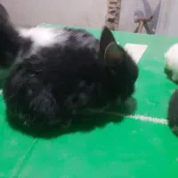 بچه خرگوش