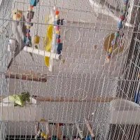 عروس هلندی جفت