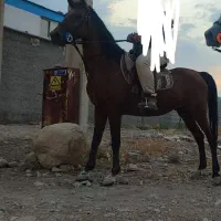 مادیون و کره( سواری )|اسب و تجهیزات اسب‌سواری|شیراز, برمشور علیا|دیوار