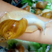 آلبینو|خزنده|بندرعباس, |دیوار