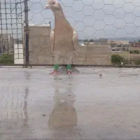 4 عدد کبوتر گرفتنی پرنده