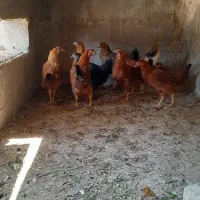 فروش ۱۰عدد جوجه مرغ محلی