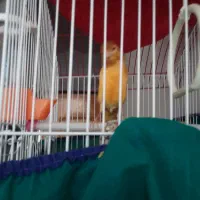 فروش‌پرنده