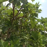 باغ شهری سیاخ دارنگون مجموعه باغات گلدشت|فروش زمین و ملک کلنگی|شیراز, محمدیه|دیوار