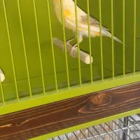 قناری|پرنده|کرج, دولت‌آباد|دیوار