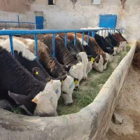 گوساله سیمینتال ۳۰۰کیلو