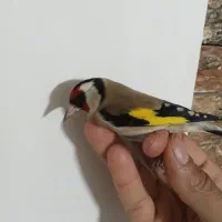 سهره امسال شوش|پرنده|شوش, |دیوار