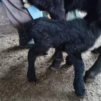 بره نر شیری|حیوانات مزرعه|زنجانرود, |دیوار