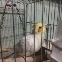 فروش عروس هلندی