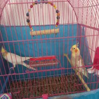 طوطی عروس هلندی