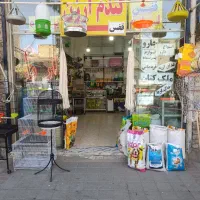 شاگرد ساده