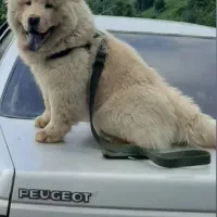 سگ چاوچاو