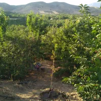 فروش باغ واقع در روستای سردهلق|فروش زمین و ملک کلنگی|صحنه, |دیوار