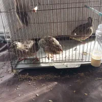 بلدرچین|پرنده|اردبیل, |دیوار