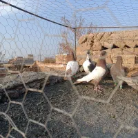 کفتر|پرنده|سبزوار, صالح آباد|دیوار