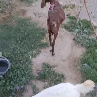 بز پاکستانی با بزغاله نر