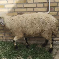 میش جوان و سه تا بره