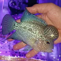 فلاور با کیفیت سرحال