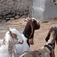 بزغاله ماده پاکستانی|حیوانات مزرعه|کاشمر, |دیوار