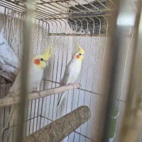 عروس هلندی