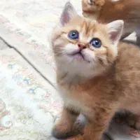 اسکاتیش و بریتیش