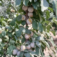 آلو حاج حسنی و کبرایی|عمده‌فروشی|مشهد, میان ولایت|دیوار