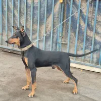 سگ دوبرمن خالص