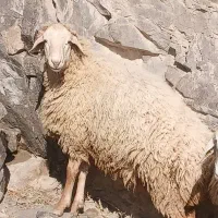 قوچ دامازدخ|حیوانات مزرعه|مشگین شهر, |دیوار