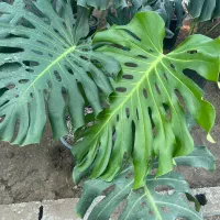 مانسترا|گل و گیاه طبیعی|بابلسر, |دیوار