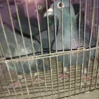 کبوتر زاغ|پرنده|رامیان, |دیوار