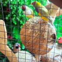 فنچ گلدین جفت به شرط