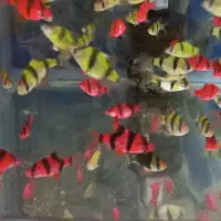 ماهی زبرا و تایگر