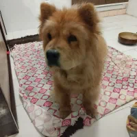 چاوچاو واگذاری