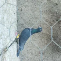 دسته کفتر جنگی.نرو ماده زات دار موقعیت کاشمر