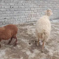 میش بره دار شیشک|حیوانات مزرعه|شیروان (خراسان), |دیوار